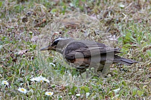 Fieldfare (Turdus pilaris), an adult specimen, hunting insects