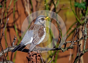 Fieldfare - Turdus pilaris in an aggressive and upright posture.