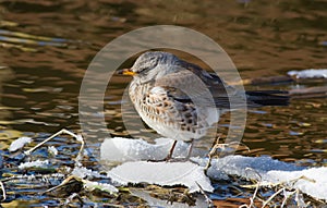 Fieldfare, Turdus pilaris. A bird sits on a snowy islet in a small river