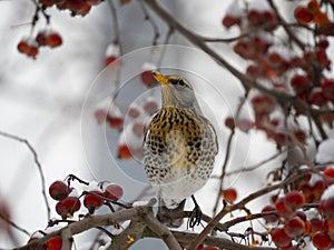 Fieldfare, Turdus pilaris, bird sitting on the hawthorn branch and eating berries in winter