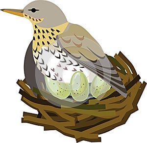 Fieldfare Turdus pilaris bird sitting on nest with eggs