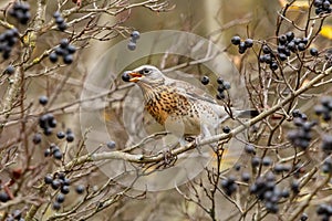 The fieldfare Turdus pilaris with black berry in his mouth