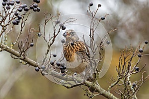 The fieldfare Turdus pilaris with black berry in his mouth on blurred background