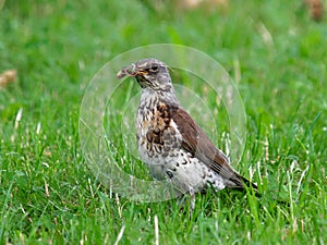 Fieldfare Turdus pilaris with earthworm in the beak