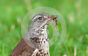 Fieldfare Turdus pilaris with earthworm in the beak