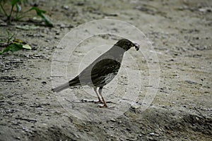 The fieldfare (turdus pilaris) holds the prey and thinks what to do next