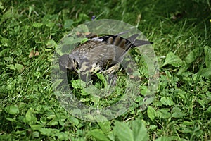 A fieldfare turdus pilaris looks for some food