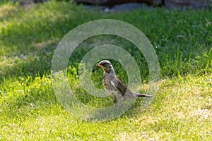 A fieldfare Turdus pilaris on a meadow with his catch