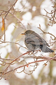 Fieldfare (Turdus pilaris) medium sized bird with gray plumage, the animal sits on a tree branch on a winter day