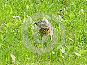 Fieldfare Turdus pilaris. One of the most common types of thrushes.  It is omnivorous, eating insects