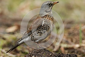 A stunning Fieldfare Turdus pilaris perched on a small dirt mound on the ground. It has been hunting for earthworms to eat.