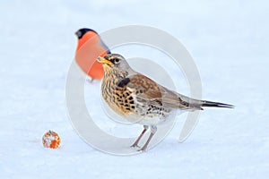 Fieldfare (Turdus pilaris) searching for food in the snow