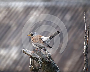 Fieldfare (Turdus pilaris) sitting on a branch in front of roof structure