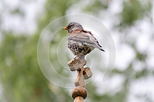 Fieldfare, Turdus pilaris, sitting on a wooden cross on a blurred background close-up