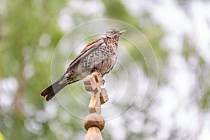 Fieldfare, Turdus pilaris, sitting on a wooden cross on a blurred background close-up