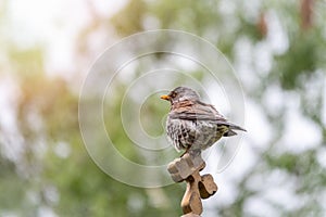 Fieldfare, Turdus pilaris, sitting on a wooden cross on a blurred background close-up