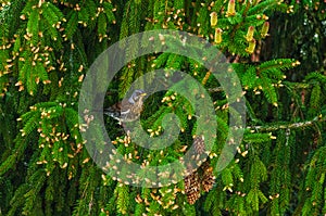 The fieldfare (Turdus pilaris) or the snowbird perches on a tree branch