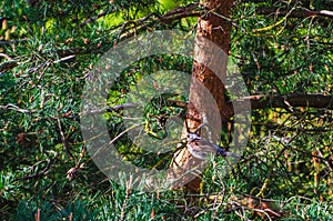 The fieldfare (Turdus pilaris) or the snowbird perches on a tree branch photo