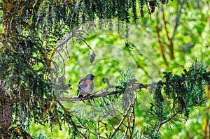The fieldfare (Turdus pilaris) or the snowbird perches on a tree branch photo