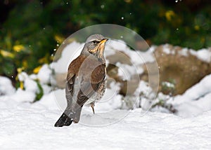 Fieldfare - Turdus pilaris standing on snow.