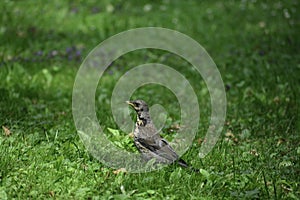 The fieldfare (turdus pilaris) stands on grass and looks around