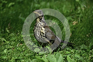The fieldfare (turdus pilaris) stands on grass and looks around