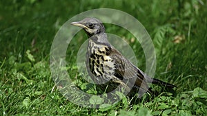 The fieldfare turdus pilaris stands on grass and looks around