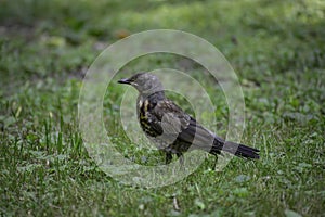 The fieldfare (turdus pilaris) stands on grass and looks for some food