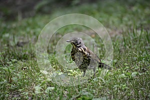 The fieldfare (turdus pilaris) stands on grass and looks for some food