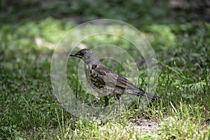 The fieldfare turdus pilaris stands on grass and looks for some food