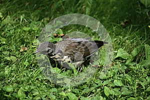 The fieldfare (turdus pilaris) stands on grass and tracks prey