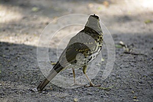 The fieldfare (turdus pilaris) stands on a ground and looks around.