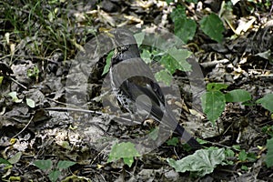 The fieldfare (turdus pilaris) stands on the ground and looks around