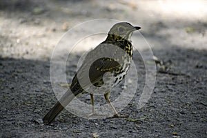 The fieldfare turdus pilaris stands on the ground and looks around