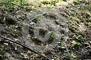 The fieldfare (turdus pilaris) stands on tha ground and tracks prey