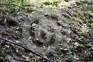 The fieldfare turdus pilaris stands on tha ground and tracks prey