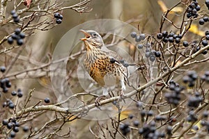 The fieldfare Turdus pilaris swallows black berry