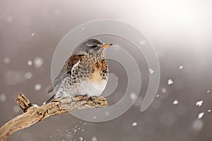 Fieldfare in Winter photo