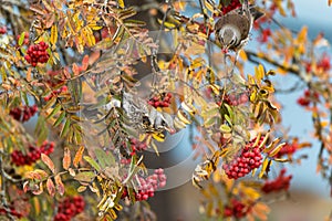 Fieldfarers sit on a rowan branch and feast on ripe rowan berries. Lots of ripe red berries and yellow autumn leaves in the