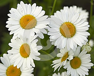 Fieldflowers (camomile)