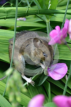 Fieldmouse eating sweetpea