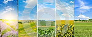 Fields with agricultural plants. Photo collage