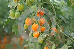 Cherry tomatos photo