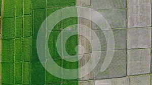 Fields in Bali are photographed from a drone