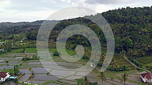 Fields in Bali are photographed from a drone