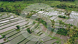 Fields in Bali are photographed from a drone