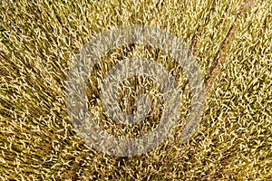 Fields of barley before harvesting. closeup aerial view