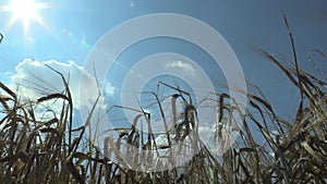 Fields with barley Hordeum vulgare mature bio gold detail ear and class, sunset and rays blue sky, grown extensively as