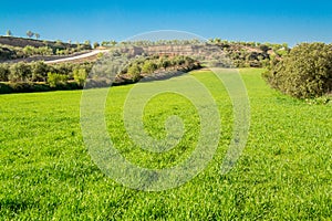 Fields of barley