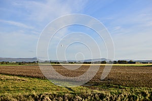 Fields bird flapping blue skies sunset golden hour glow
